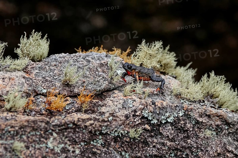 Close-up of a tiny, beautiful Maldonada redbelly toad, an endemic Brazilian toad, on granite rock with moss plants against dark background, Itatiaia, Brazil, South America