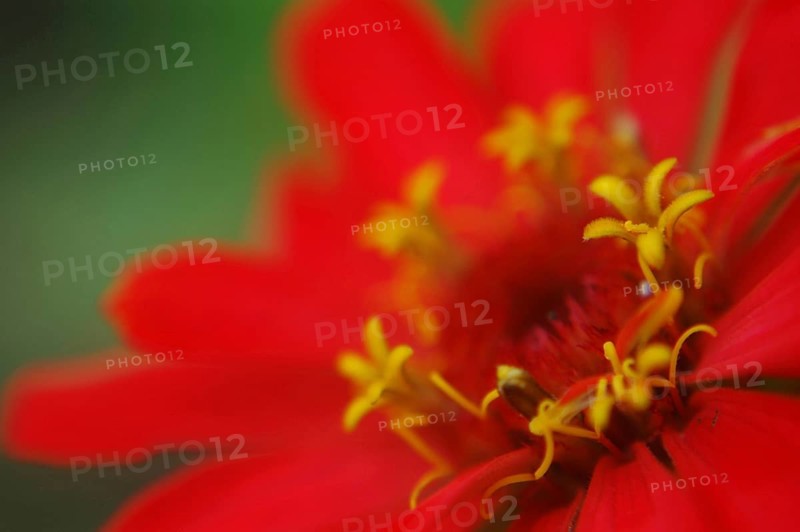 Closeup of Red zinnia