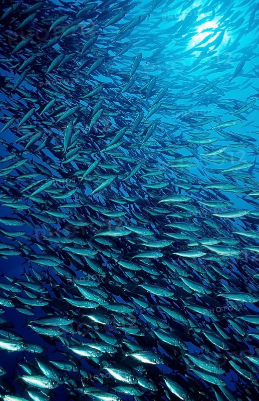Shoal of mackerel, Macarela estornino, Scomber japonicus, Mexico, Lake Cortez, Lower California, La Paz, Central America