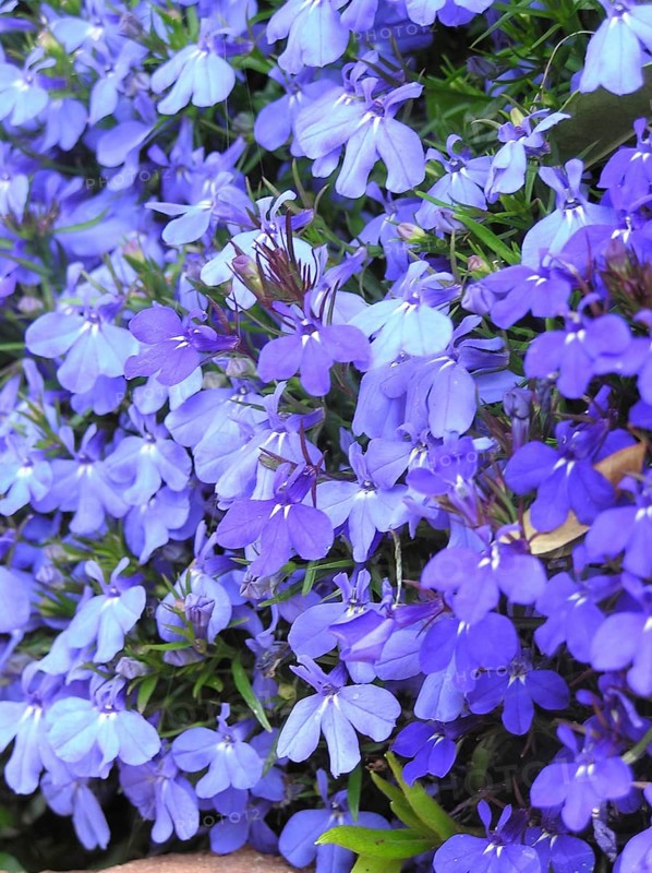 Blue lobelia