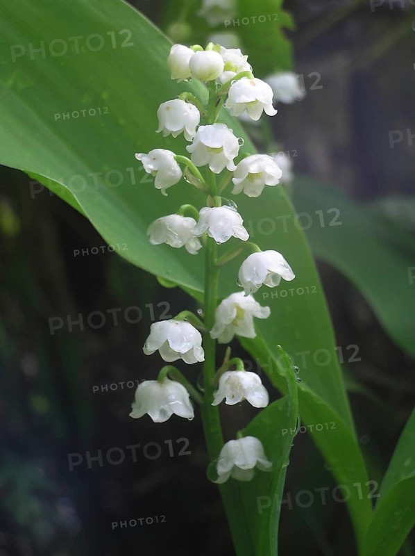 Lily of the Valley in garden setting