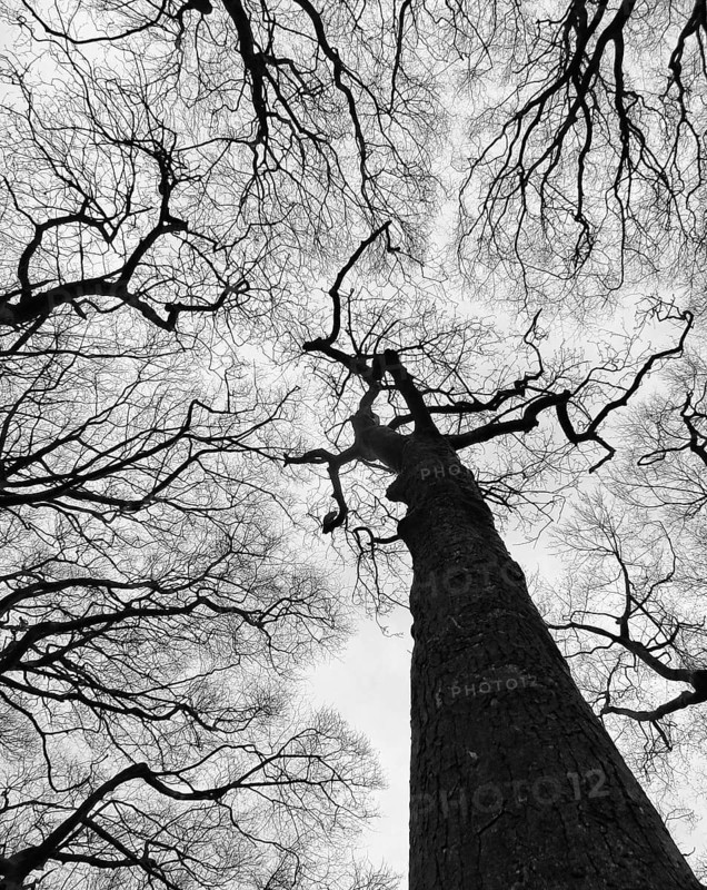 Stark bare leafless winter forest canopy with tall tree trunk and twisted dense branches