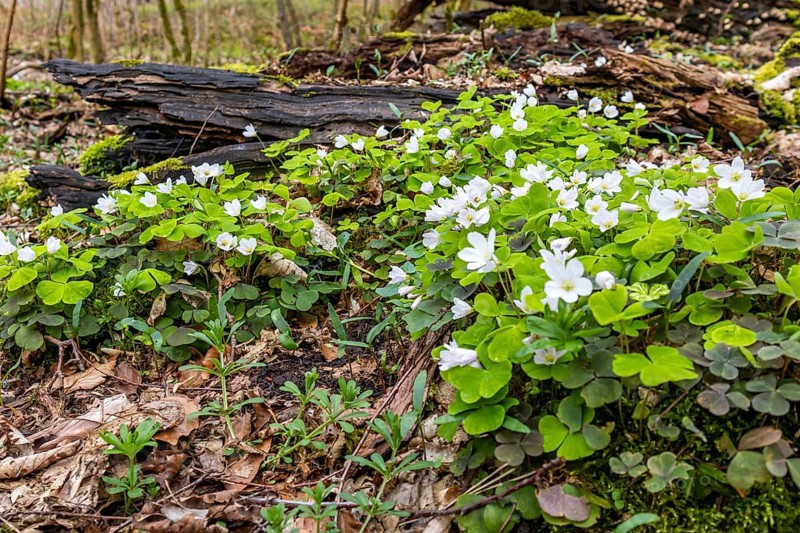 Flowering wood sorrel Harz Selketal
