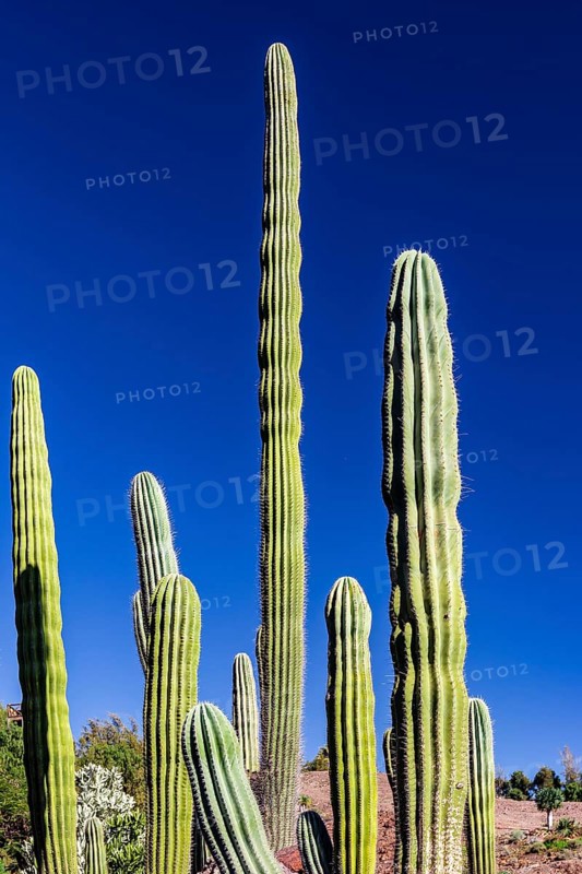 Mexican elephant cactus Pachycereus pringlei with blue sky
