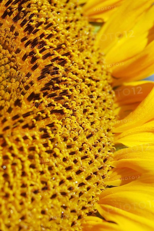 Centre of giant sunflower