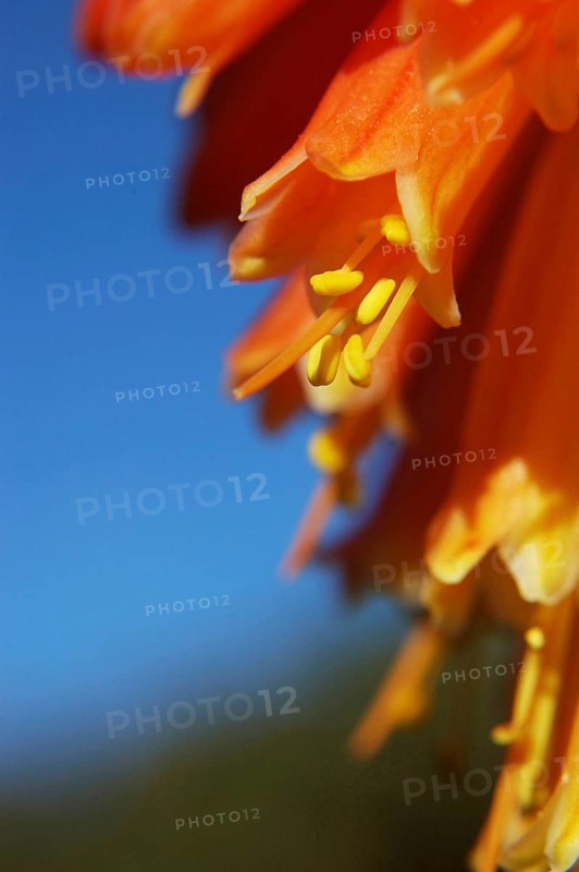 Close up of multi coloured flowers on a red hot poker