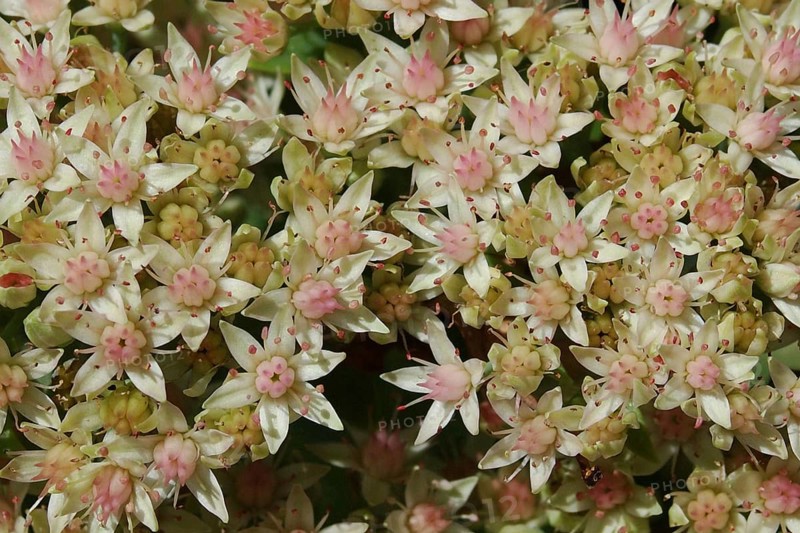 Closeup of pale sedum flowers, sedum spectabilia