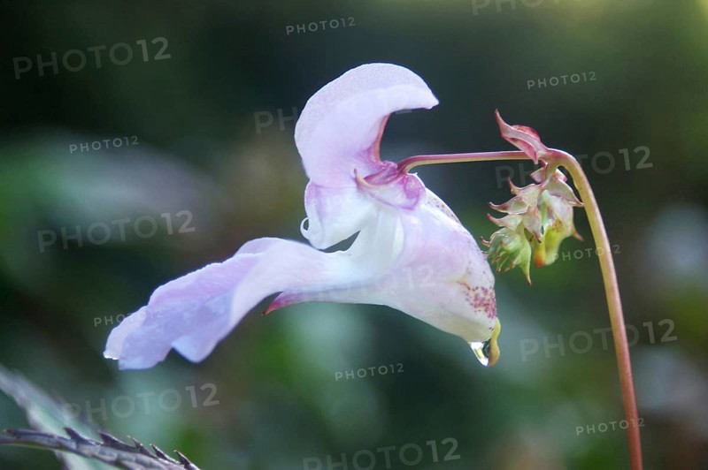 Himalayan Balsam, Impatiens glandulifera