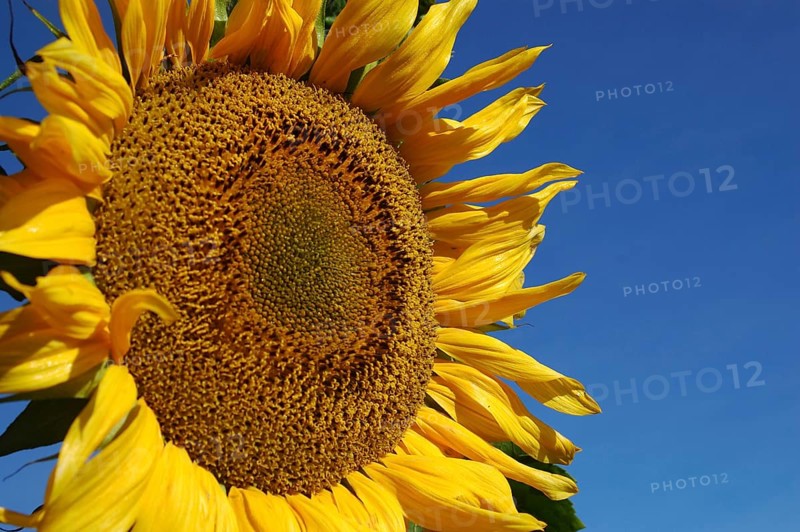 Giant sunflower against blue sky