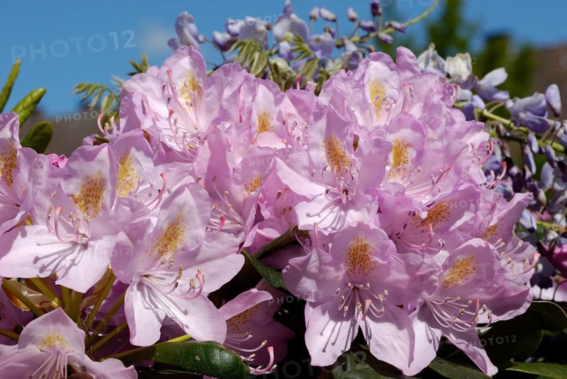 Rhododendron, Flensburg, Schleswig-Holstein, Germany, Europe