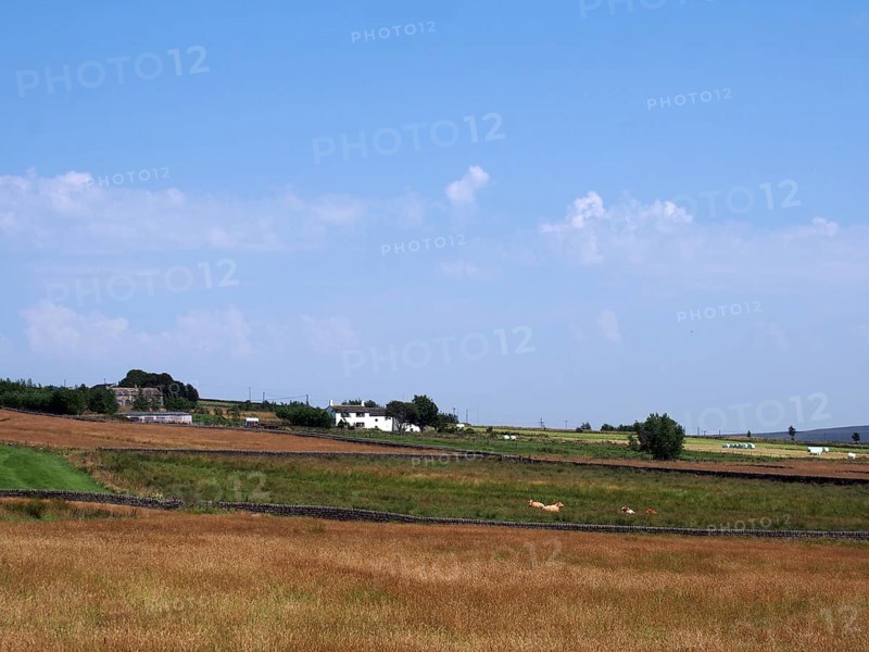 A panoramic view of grass covered fields with cows near blackshaw head in west yorkshire with distant farmhouses and pennine hills against a blue summer sky
