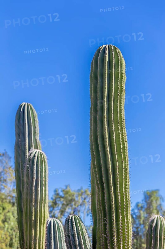 Mexican elephant cactus Pachycereus pringlei