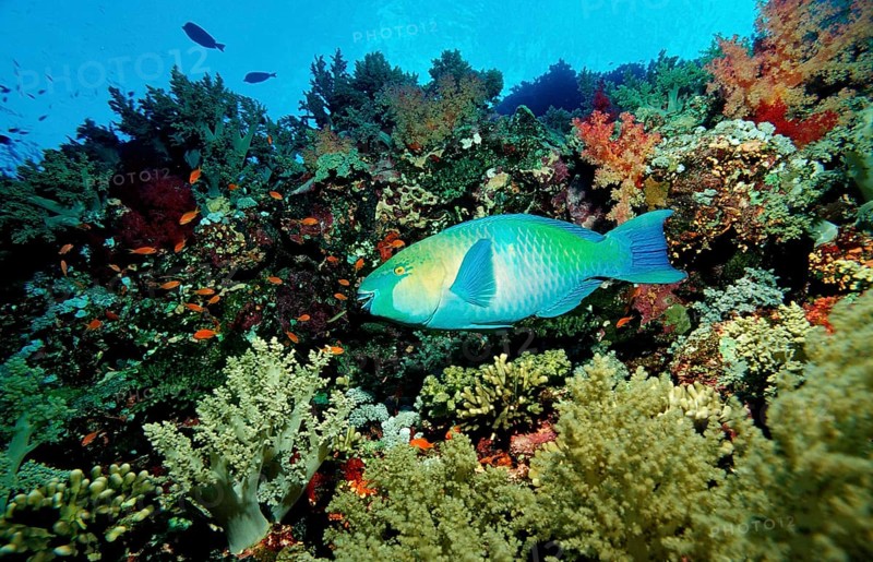 Green-cheeked parrotfish, Scarus prasiognathos, Egypt, Africa, Sinai, Sharm el Sheik, Red Sea, Africa
