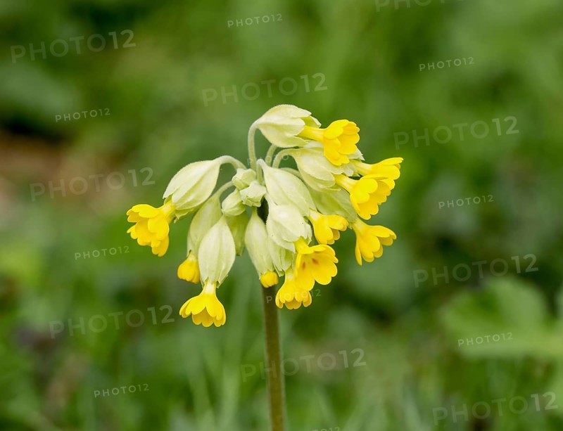 Yellow flowers of wild plant Common Cowslip