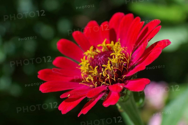 Red zinnia sideon in garden settting