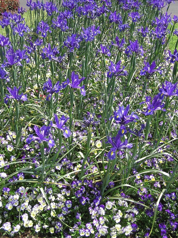 Purples irises and purple pansies in garden bed