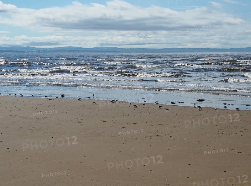The beach at blundell sands in southport with a flock of sanderlings feeding on the shoreline