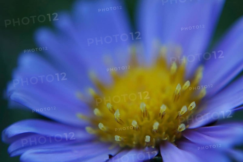 Closeup of blue dimorphotheca flower