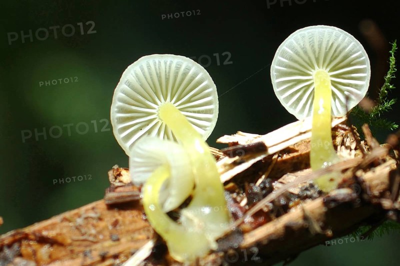 Underside of two small green wax gill toadstools, probably Hygrocybe viridis, West Coast, South Island, New Zealand, Oceania