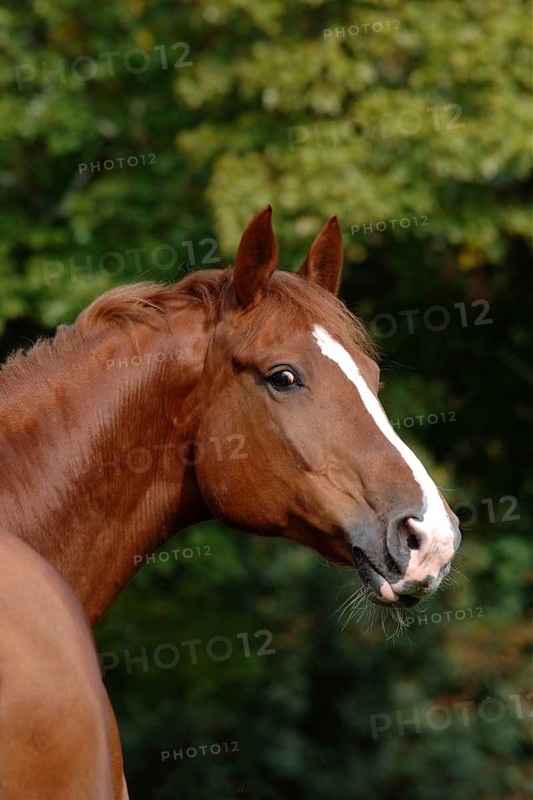 Hanoverian in portrait