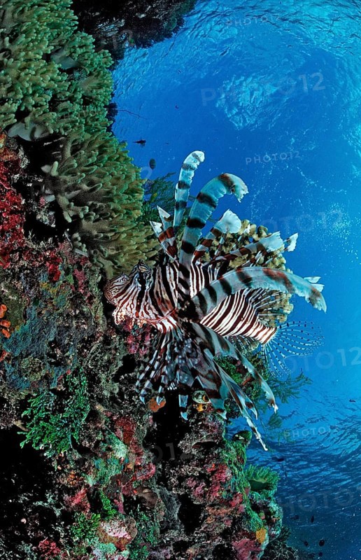 Common lionfish in coral reef, Pterois volitans, Indonesia, Wakatobi Dive Resort, Sulawesi, Indian Ocean, Banda Sea, Asia