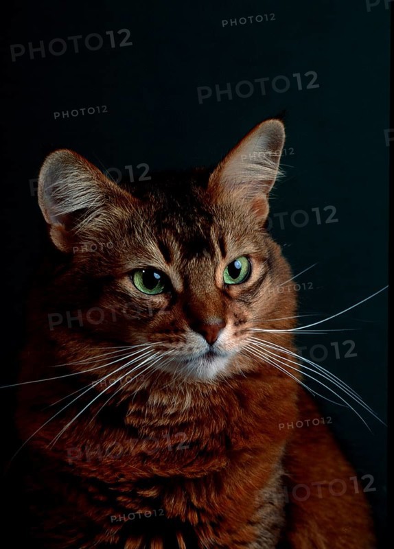 Somali cat, 5 years