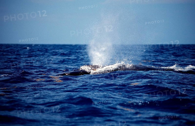 Humpback whale breathing at the surface, Megaptera novaeangliae, Silverbanks, Caribbean Sea, Dominican Republic, Central America