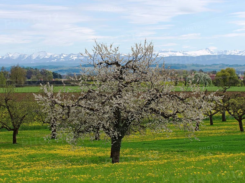 Blossoming apple tree in a spring meadow on Lake Constance during a foehn wind
