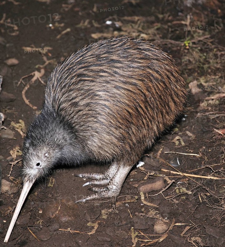 North Island brown kiwi, Apteryx australis, searching for food in New Zealand bush setting