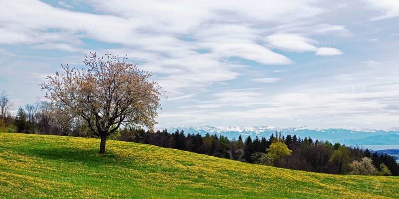 Blossoming apple tree in a spring meadow on Lake Constance during a foehn wind, taken at Gehrenberg near Markdorf