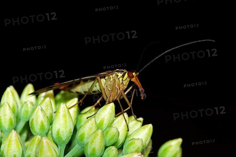 Common scorpionfly