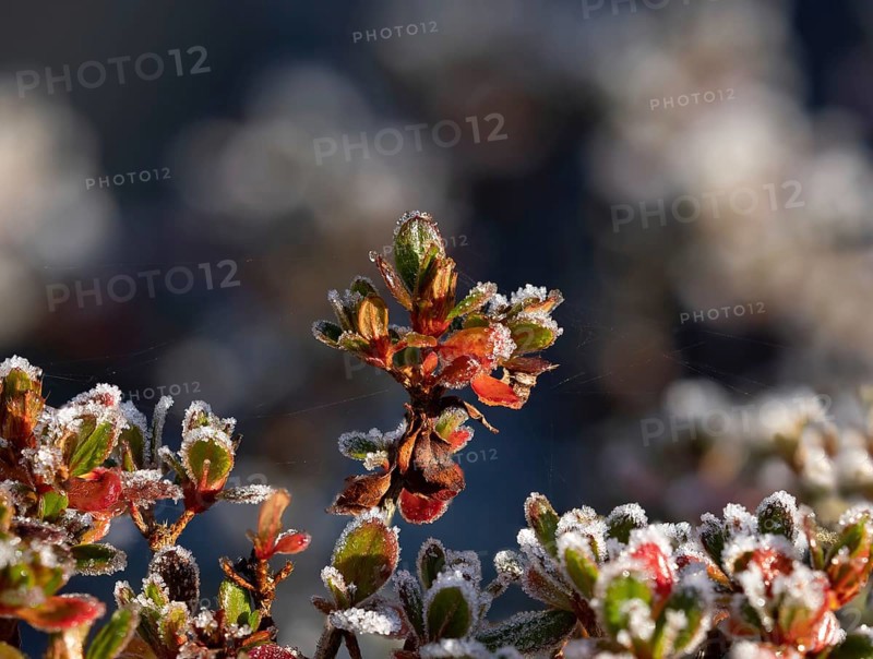 Azalea shrub in sunshine with heavy frost on red and gold foliage