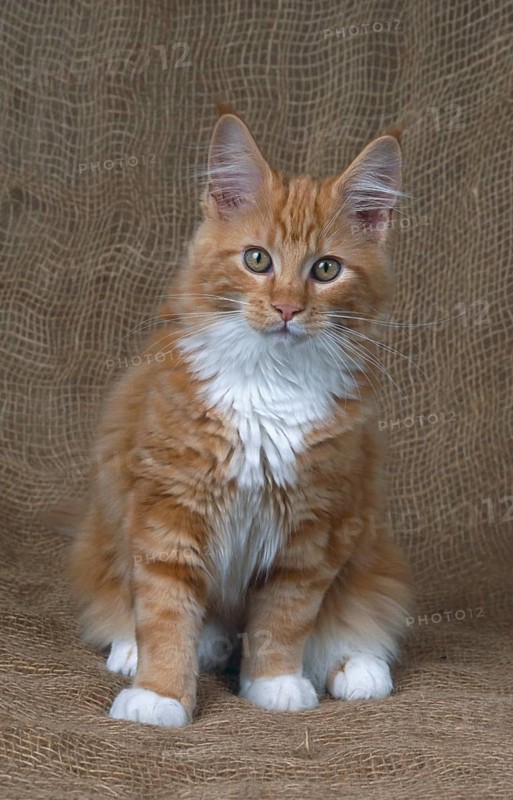Maine Coon cat, male, 18 weeks, red classic tabby-white