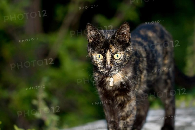 Tortoiseshell cat stands on a wall and looks into the camera