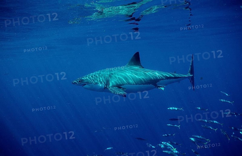 Great white shark, Carcharodon carcharias, Australia, Dangerous Reef, Neptune Island, Oceania