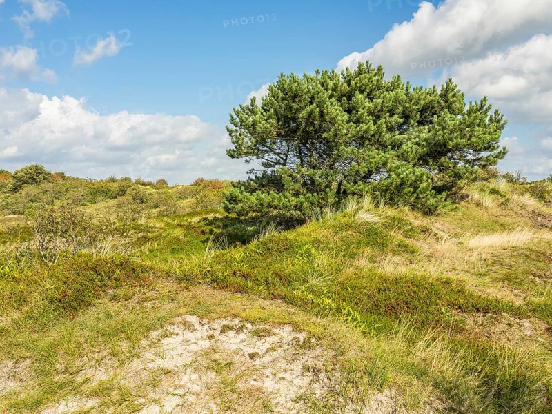 Overgrown dune landscape with trees, green bushes and blue sky, spiekeroog, east frisia, north sea, germany