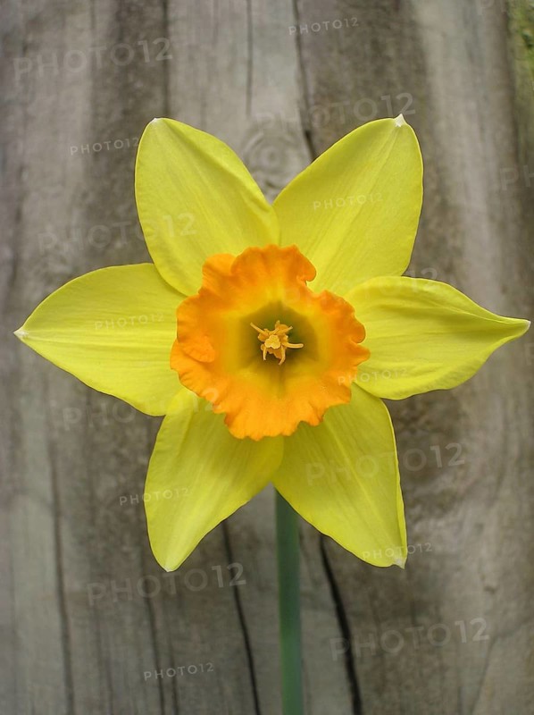 Yellow daffodil against fence post