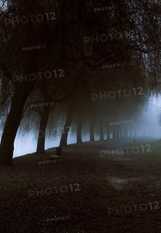 Morning day of December in Ljubljana with an alley passing under a row of leafless trees, covered with strong fog