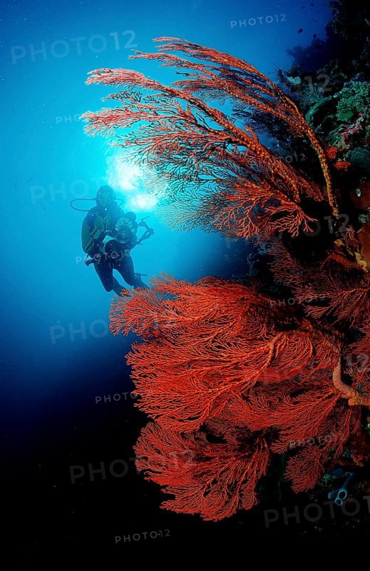 Diver and coral reef, Indonesia, Raja Ampat, Irian Jaya, West Papua, Indian Ocean, Asia