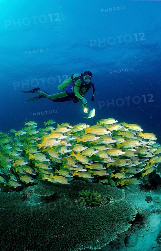 Shoal of five-striped snappers and divers, Lutjanus quinquelineatus, Maldives, Indian Ocean, Ari Atoll, Asia