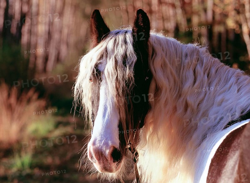 Tinker, gelding, 5 years old