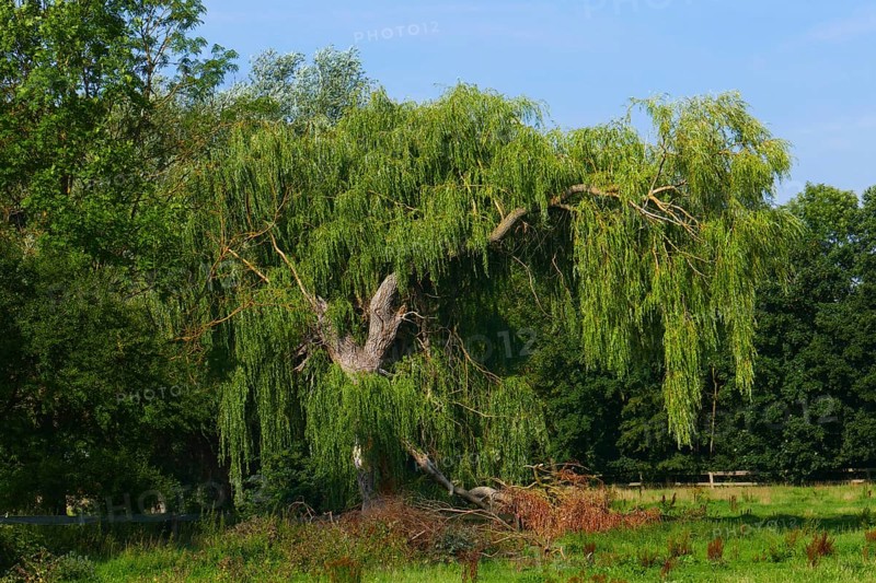 Babylon willow in a meadow