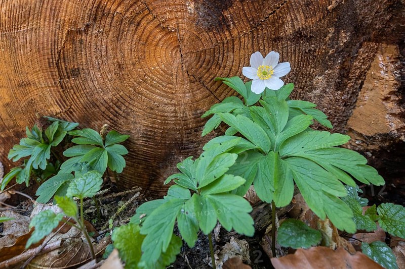 Anemone in the Harz Selke Valley Wood Anemone