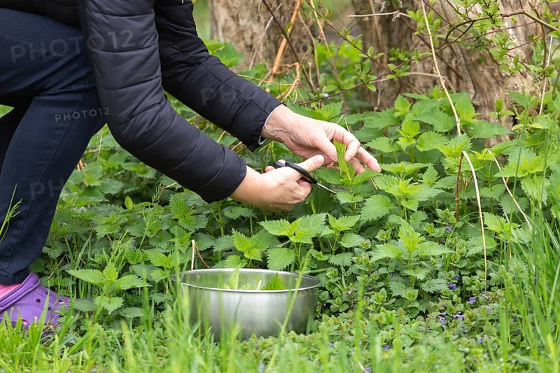 Woman gathers nettle at spring garden for healthy detoxify soup and tea