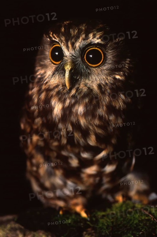 New Zealand native owl, the Morepork, Ninox novaeseelandiae