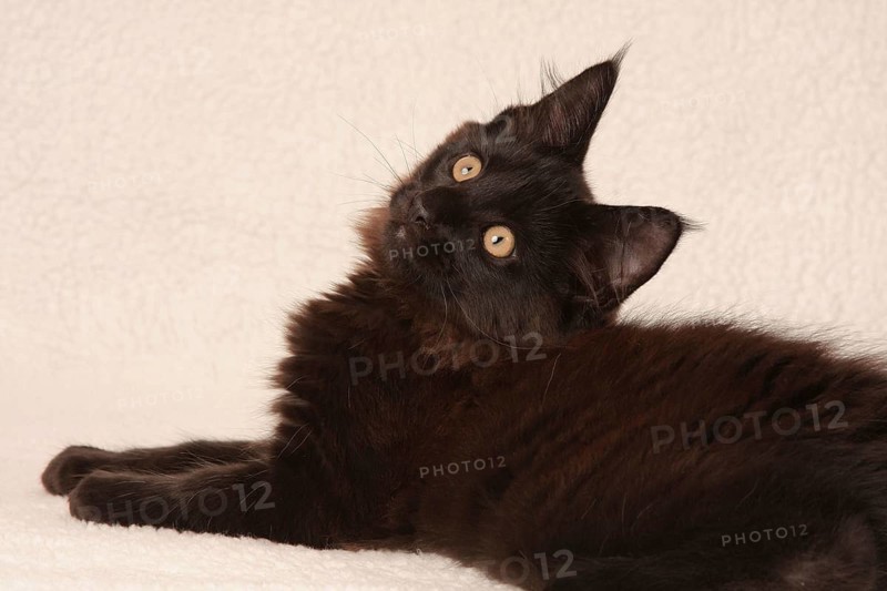 Norwegian Forest Cat, black kitten, looks interestedly, Norwegian forest cat, black kitten, looks interestedly