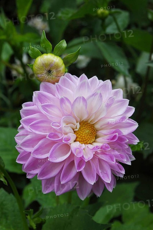Mauve dahlia