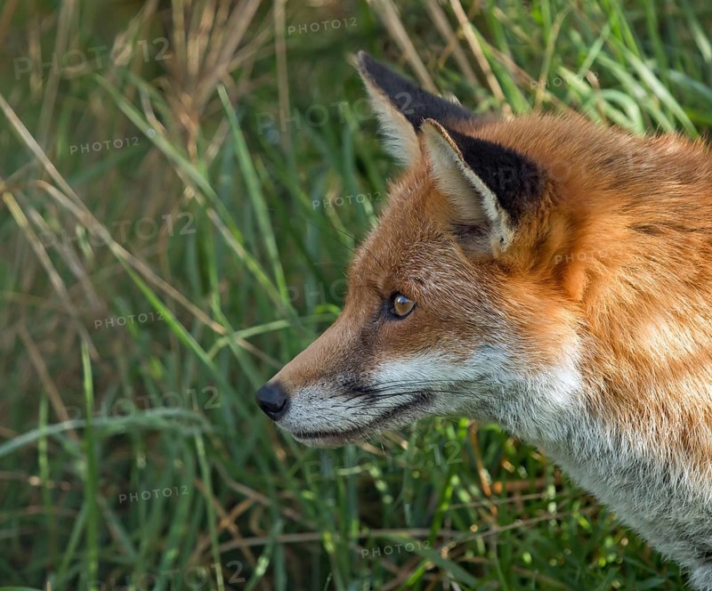 Profile head shot of adult Red Fox