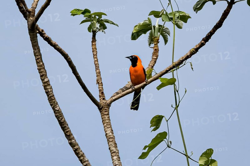 Orange-backed Troupial perched on a bare tree against blu sky, Pantanal Wetlands, Mato Grosso, Brazil, South America