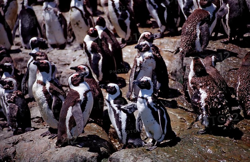 African penguins, Spheniscus demersus, South Africa, Addo Elephant National Park, St. Croix, Port Elizabeth, Madiba Bay, Ibhayi, Africa